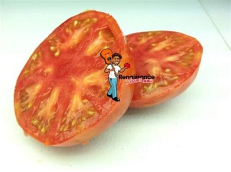 Dwarf Hannahs Prize Tomato Seeds For Sale At Renaissance Farms