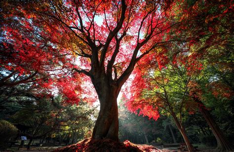 Red Tree In Autumn Forest Hd Wallpaper Background Image 2048x1337