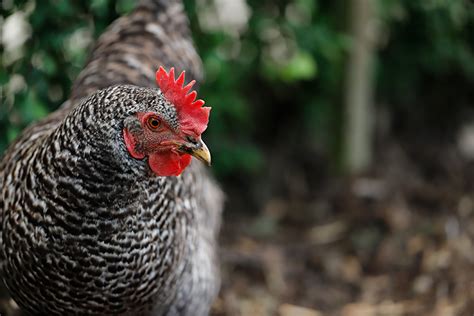the 5 best chicken breeds for beginners farm flavor