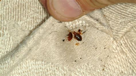 How To Identify Bed Bugs In Temecula Ca Local Bug Guy Blog
