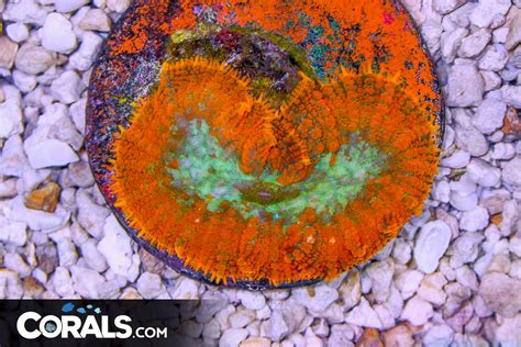 Orange Rhodactis Mushroom Big Polyp Rare Indo