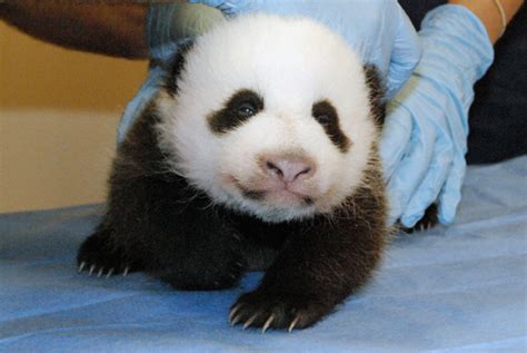 The Panda Cam Is Back At The Smithsonian Smithsonian