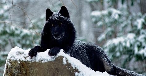 Black wolf and white wolf emblems. White Wolf : Scientists Say The "Black Wolves" Are ...