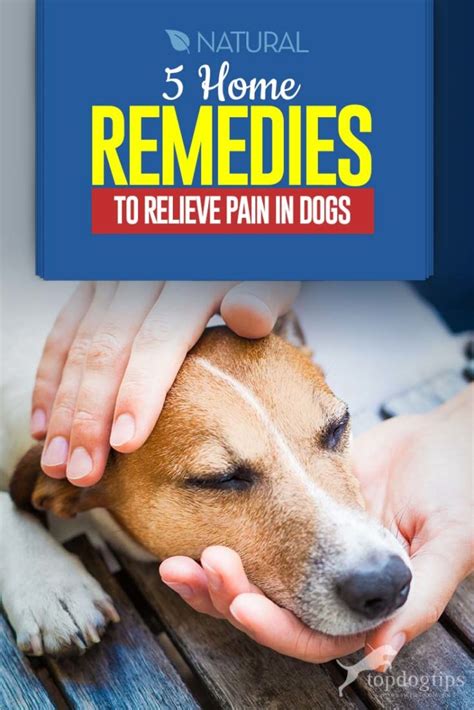 5 Safe And Natural Dog Pain Relief Home Remedies