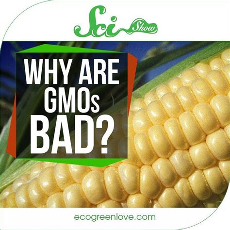 Why Are Gmos Bad Video Gmo Facts Gmos Food