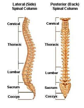 The human brain is a specialized organ that is responsible for all thought and movement that the body produces. The Lumbar Spine