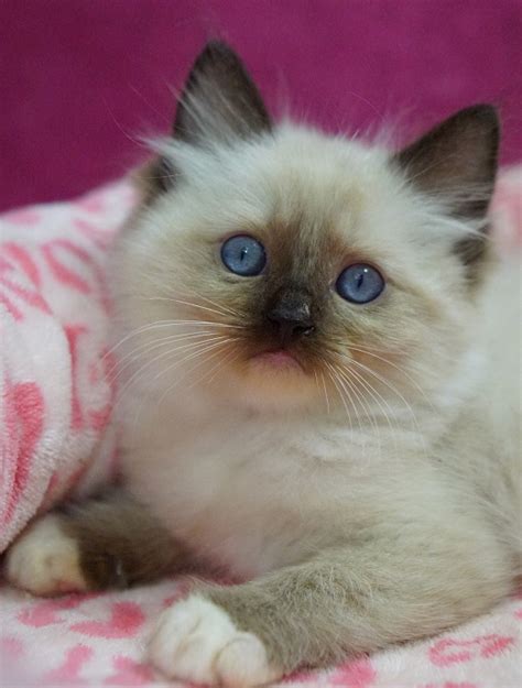 Seal Mitted Ragdoll Cat Ragdoll Kittens For Sale