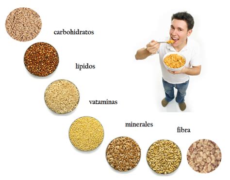 qué Nutrientes Aportan Los Cereales Alimentos de origen vegetal