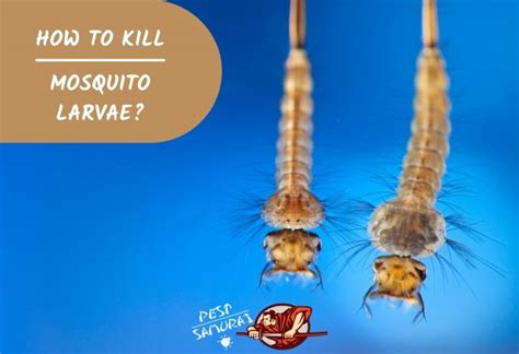 How To Kill Mosquito Larvae Natural And Effective Solutions Pest