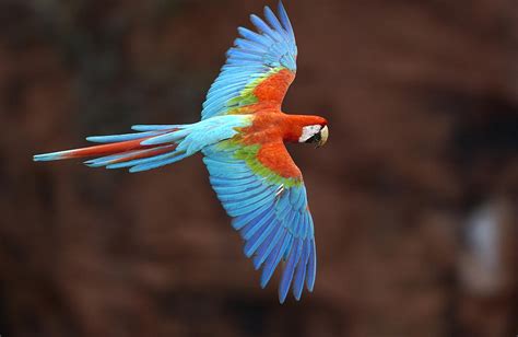 Red And Green Macaw Ara Chloroptera Photograph By Pete Oxford