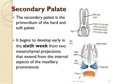 Ppt Development Of Face Nose And Palate Powerpoint Presentation