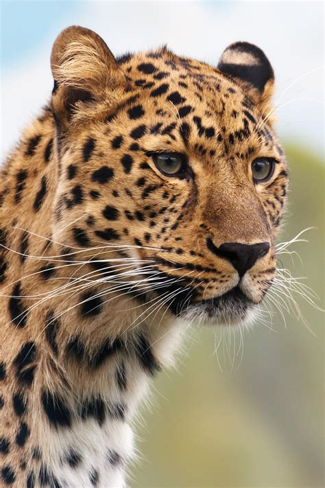 Allow yourself to feel and find rebirth in leopard meaning, and messages. Brown and Black Leopard Animal · Free Stock Photo
