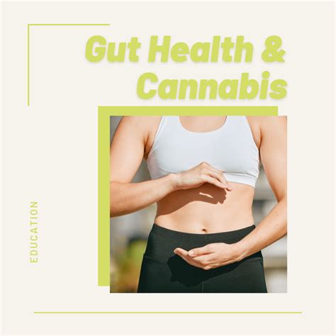 Gut Health And Cannabis Happy Trails Happy Trails