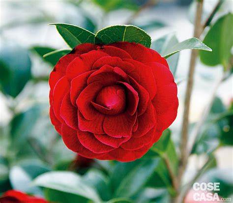 Scarica questo foto premium su camelia rossa con sfondo sfocato. Camellia reticulata 'Black Lace' - camelia dello Yunnan - Cose di Casa