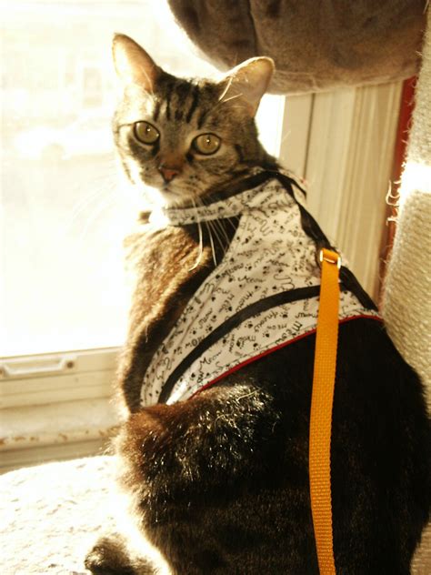You need to be very observant to know exactly what your cat wants. homemade cat harness | i made this harness at the last ...