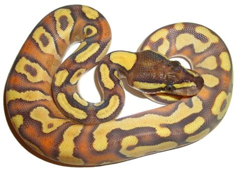Enchi Mojave Yellow Belly Morph List World Of Ball Pythons Ball