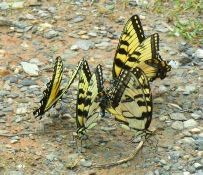 Eastern Tiger Swallowtails Swallowtail Insects Butterfly