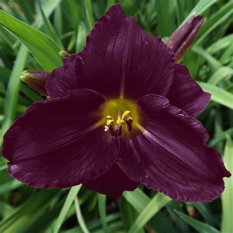 Taglilie Hemerocallis Bela Lugosi Rot