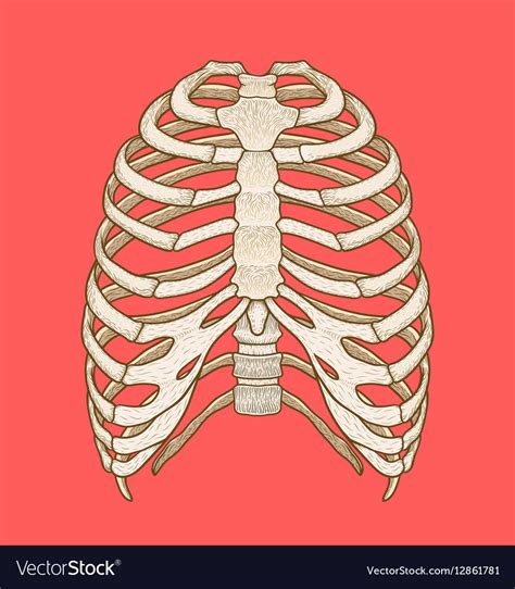 Rib Cage Art Rib Cage Art Print By Sweetsixty Redbubble Free Images Of Rib Cage