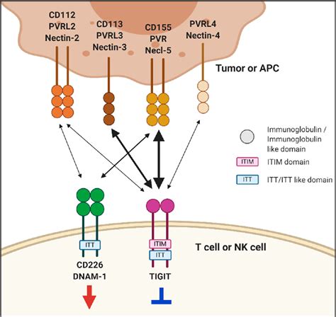 Figure From Tigit Cd Axis Regulates Anti Tumor Immunity Semantic