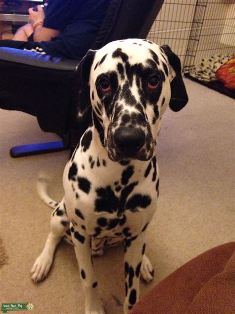 Pedigree Dalmatian Male For Stud Stud Dog In Somerset United States