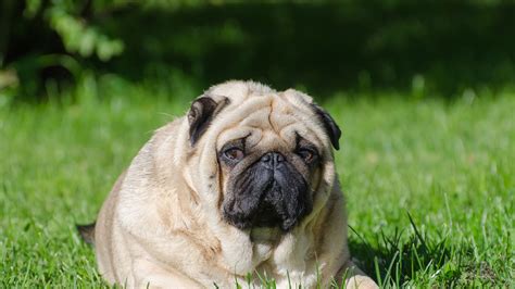 Porky Pets 50 More Obese Dogs And Cats Than A Year Ago Says Research