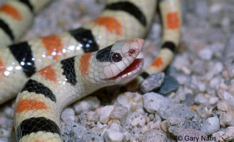 Colorado Desert Shovel Nosed Snake Chionactis Occipitalis Annulata