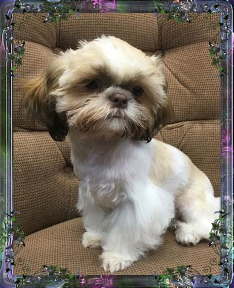 Find a shih tzu puppy from reputable breeders near you and nationwide. Tiny Chinese Imperial Shih Tzu male puppies for sale ...