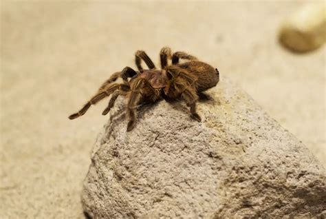 Are Chilean Rose Tarantulas Good Pets Complete Owners Guide The Pet Well