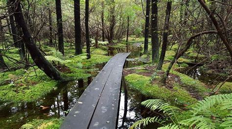 This Boardwalk Trail Runs Through Long Swamp A Conserved Property That