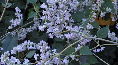 Whats Doing The Blooming Silver Lace Vine Knechts Nurseries