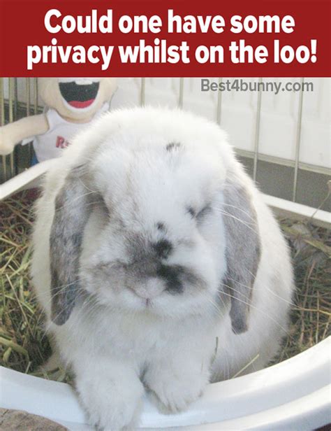10 Incredible Facts About Rabbits That Will Amaze Everyone Best4bunny