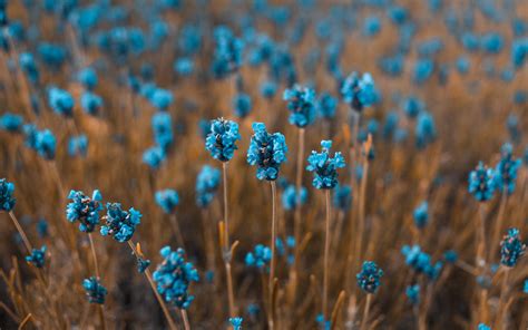 Field Blue Flowers Wallpaper