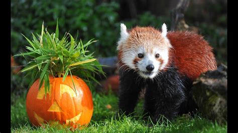 Animals At Chester Zoo Get A Halloween Pumpkin Treat Youtube