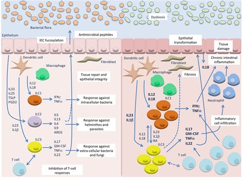 Frontiers Innate Lymphoid Cells In Intestinal Inflammation