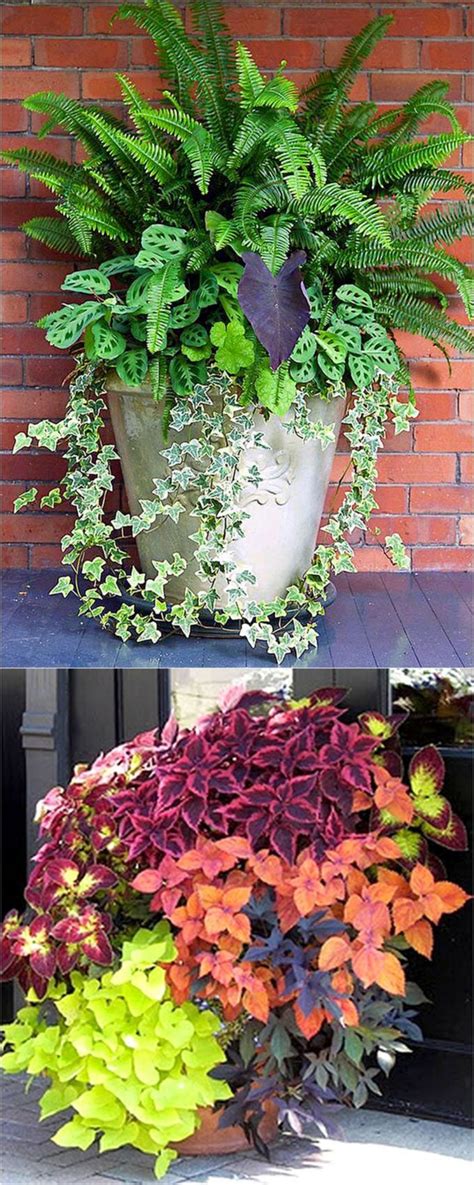 20 Best And Wonderful Colorful Shade Garden Pots Ideas For Small