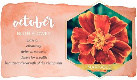 Birth flowers for every month. October Birth Flower: Marigold | Birth flowers, October ...