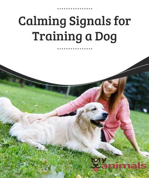 Calming Signals For Training A Dog Calming Signals For Training A Dog