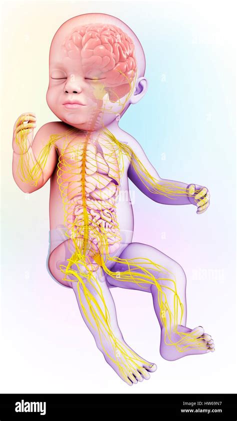 Illustration Of A Babys Brain And Nervous System Stock Photo Alamy