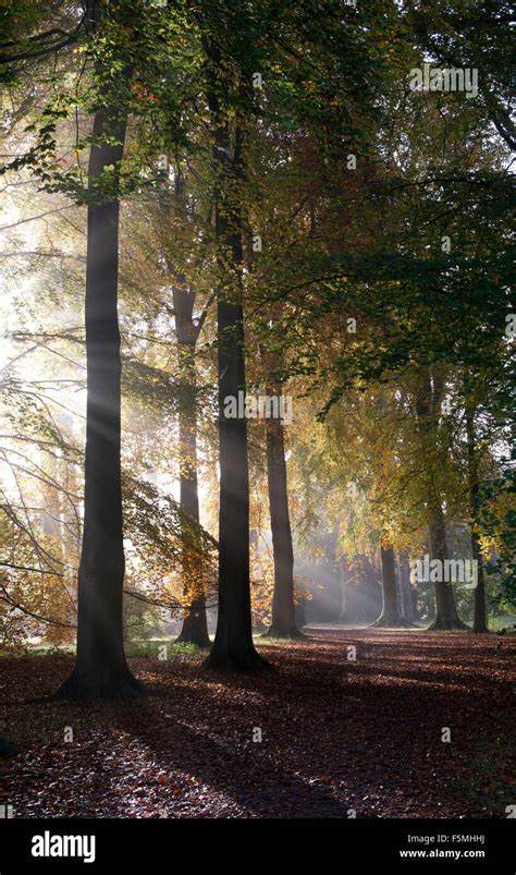 Fagus Sylvatica Beech Trees Sunrays And Autumn Mist At Westonbirt