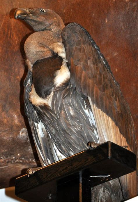White Rumped Vulture Gyps Bengalensis On Display At The Museum Of