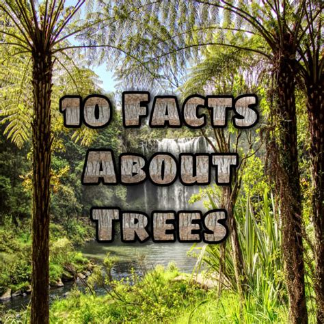 10 Fun Facts About Trees Owlcation