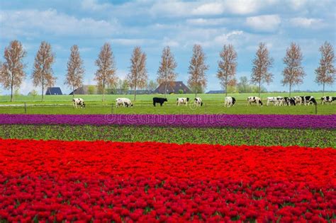 Spring Tulip Fields In Holland Flowers In Netherlands Stock Photo