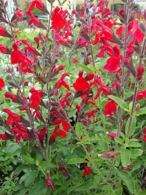 Photo Of The Bloom Of Autumn Sage Salvia Greggii Radio Red Posted