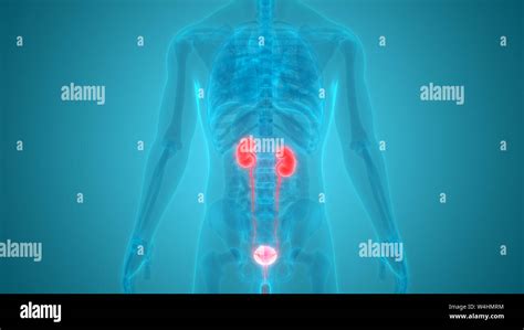 Human Urinary System Kidneys With Bladder Anatomy Stock Photo Alamy