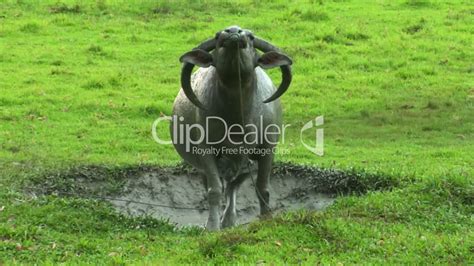 Agressiv Water Buffalo Ox Comes Close Lizenzfreie Stock Videos Und Clips