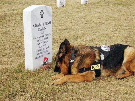 Pin By Snowgoose On German Shepherds Military In 2020 Military Dogs