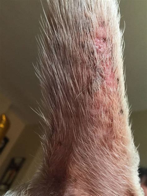 Dry Skin On Dogs Tail Petfinder