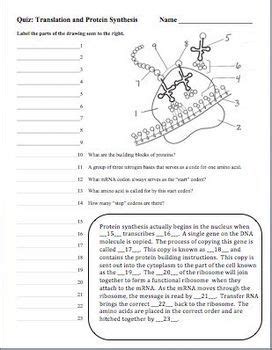 The results for protein synthesis worksheet part c answer key. DNA (Deoxyribonucleic Acid), RNA, Protein Synthesis Quizzes Set of 3 | Quizzes, Third and Genetics