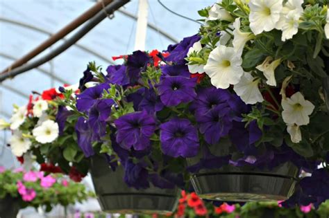 Will the basket hang in full sun all day? Top Hanging Baskets for Full Sun | Fairview Garden Center